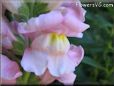 snapdragon picture