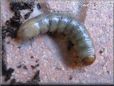 larva picture