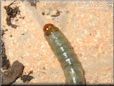 larva pictures