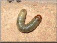 larva picture