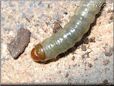 larva picture