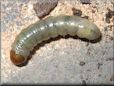 larva pictures