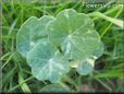 nasturtium seedling