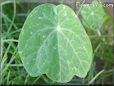 nasturtium seedling