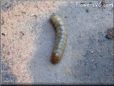 larva picture