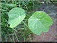 nasturtium seedling