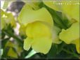 snap dragon picture