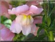 snap dragons pictures