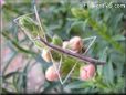 walking stick picture