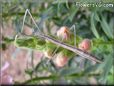 walking stick picture