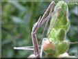 walking stick picture