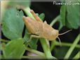 tan grasshopper picture