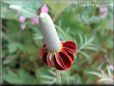 maroon mexican hat flower