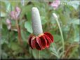 maroon mexican hat flower