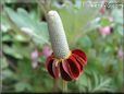 maroon mexican hat flower