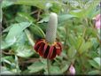 maroon mexican hat flower