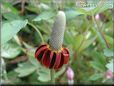 maroon mexican hat flower