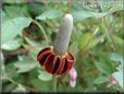 maroon mexican hat flower