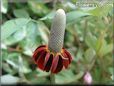 maroon mexican hat flower