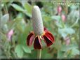 maroon mexican hat flower