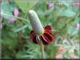 maroon mexican hat flower