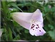  fox glove flower pictures