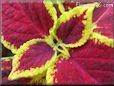 yellow maroon coleus