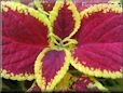 yellow maroon coleus