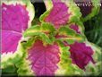 green purple coleus
