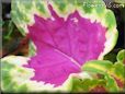 green purple coleus
