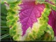 green purple coleus