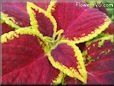 yellow maroon coleus pictures