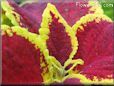yellow maroon coleus