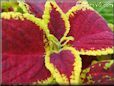 yellow maroon coleus