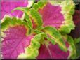 green purple coleus