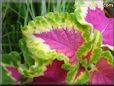 green purple coleus