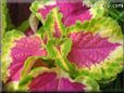 green purple coleus