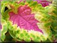 green purple coleus