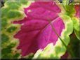 green purple coleus