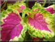 green purple coleus