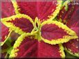yellow maroon coleus