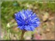 blue bachelor button flower