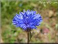 blue bachelor button flower