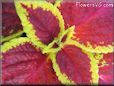 yellow maroon coleus