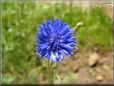 blue bachelor button flower