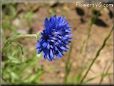 blue bachelor button flower