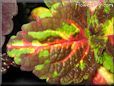 green brown coleus pictures