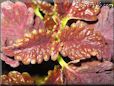 coleus