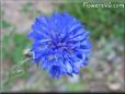 blue bachelor button flower