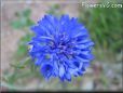 blue bachelor button flower